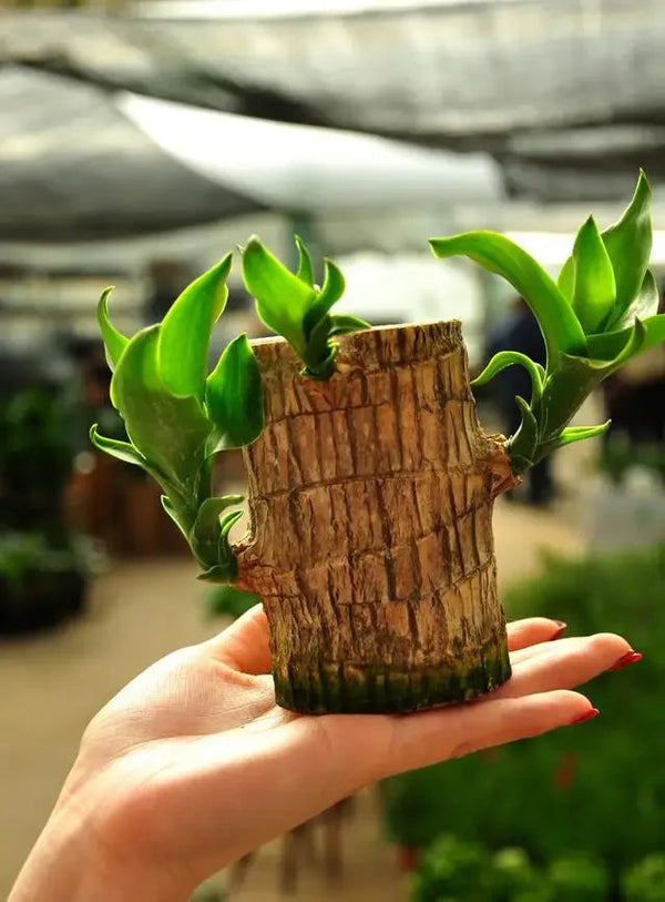 Imported Brazilian Lucky Wood, Mini Home Plant Decorations to Bring You Luck