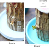 Imported Brazilian Lucky Wood, Mini Home Plant Decorations to Bring You Luck