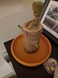 Imported Brazilian Lucky Wood, Mini Home Plant Decorations to Bring You Luck