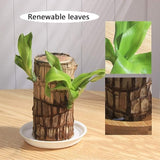 Imported Brazilian Lucky Wood, Mini Home Plant Decorations to Bring You Luck