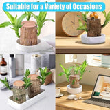 Imported Brazilian Lucky Wood, Mini Home Plant Decorations to Bring You Luck