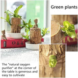 Imported Brazilian Lucky Wood, Mini Home Plant Decorations to Bring You Luck