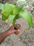 Imported Brazilian Lucky Wood, Mini Home Plant Decorations to Bring You Luck