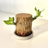 Imported Brazilian Lucky Wood, Mini Home Plant Decorations to Bring You Luck