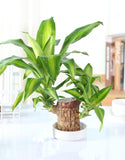 Imported Brazilian Lucky Wood, Mini Home Plant Decorations to Bring You Luck