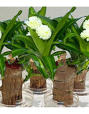 Imported Brazilian Lucky Wood, Mini Home Plant Decorations to Bring You Luck