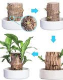 Imported Brazilian Lucky Wood, Mini Home Plant Decorations to Bring You Luck