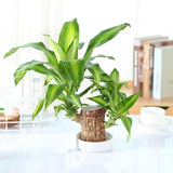 Imported Brazilian Lucky Wood, Mini Home Plant Decorations to Bring You Luck