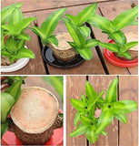 Imported Brazilian Lucky Wood, Mini Home Plant Decorations to Bring You Luck