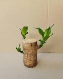 Imported Brazilian Lucky Wood, Mini Home Plant Decorations to Bring You Luck