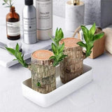 Imported Brazilian Lucky Wood, Mini Home Plant Decorations to Bring You Luck