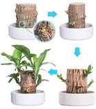 Imported Brazilian Lucky Wood, Mini Home Plant Decorations to Bring You Luck